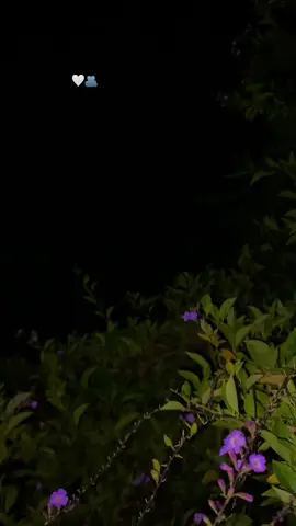 ليلة من ليالي نوفمبر الجميلة🫂🤍          ريحة مطررر وهدوء وجو بارد🫶🏻