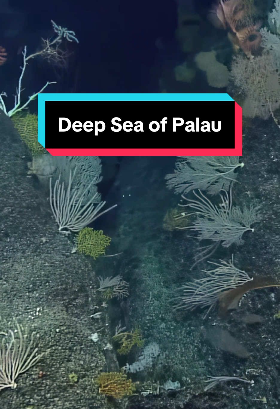 The first look at the #seafloor during the #LebuusVoyage expedition wowed witnessing the spectacular biodiversity in the #PalauNationalMarineSanctuary. Our #CorpsofExploration dove #ROVHercules onto an unnamed #seamount 45 nautical miles north of #VelascoReef. Hours before #EVNautilus collected the first ever high-resolution map of this #underwatermountain. Watch the full compilation video at Nautiluslive.org. #seaspider #deepseaspider #Nautiluslive #Palau #deepsea #oceanvideo @PICRCpalau 
