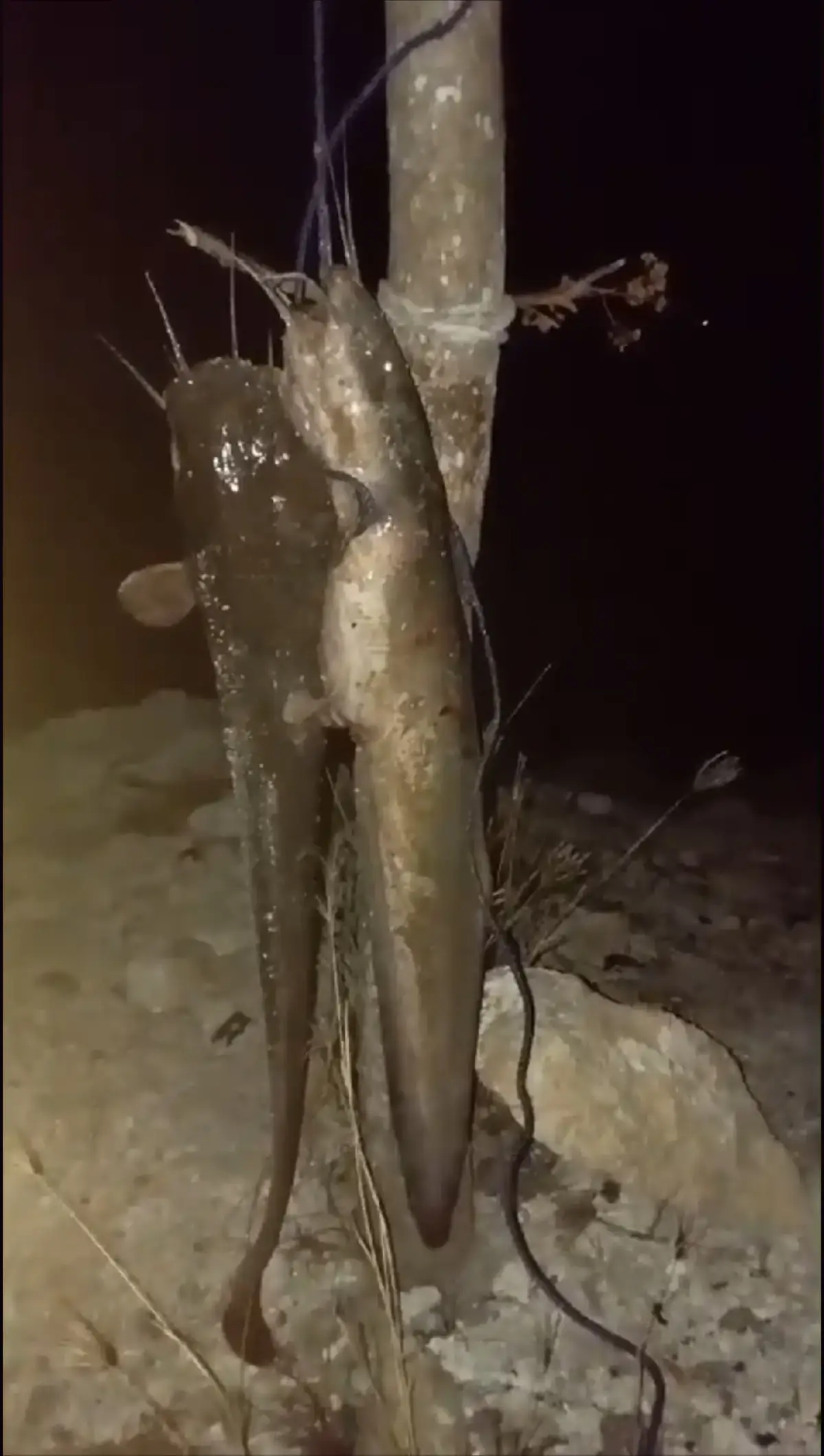 akhir finis akhir tepat pukul 04.00 wib mendapatkan ikan sembilang 2 ekor amin ya berkah barokah amin