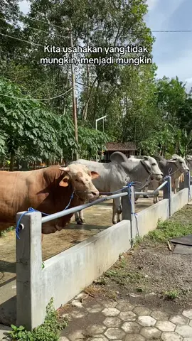 Bismillah#fyp #sobatngaret #sapijumbo #peternakmuda #sapiqurban #peternak #sapi #sapipo #sapilimosin 