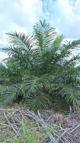 mulailah menata masa depanmu🫵🔥 #sawit #sawitontiktok #sawitbalap #sawitkalimantan #petanisawit #petanimuda #petaniindonesia🇮🇩🇮🇩🇮🇩🌿🌿 #petanimilenial #petanisukses #suksesbutuhproses #suksesmuda #fyp #foryoupage #masukberandafyp 