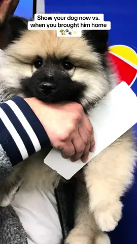 Happy 5th birthday Enzo 🐾✨🐻 @Southwest Airlines #keeshond #puppy #dogsoftiktok #puppiesoftiktok #southwestairlines 
