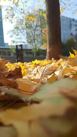 🧡🍂#рекомендації #осінь #💛💙