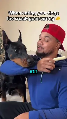 Wait for it 😂 #knox #dogs #fyp #foryou #dogsoftiktok #funnyvideos #animalsoftiktok #animals #PetsOfTikTok #dog #funny #newyork #lovedogs 