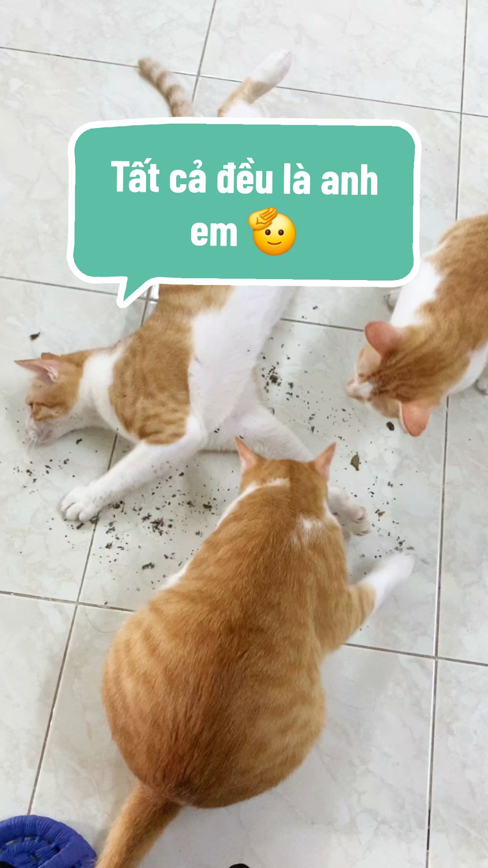 Phê pha cùng cỏ bạc hà (cỏ catnip) cho mèo nè Sen. Hít dô 1 cái tất cả đều là anh em 😆  #cat #catsoftiktok #meow #meocon #meocam 