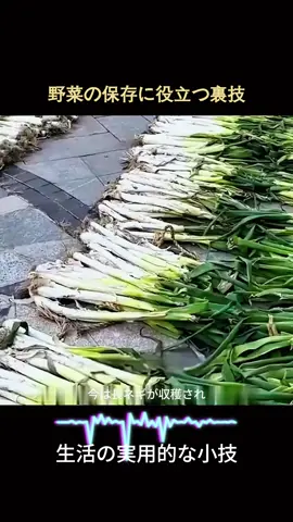 野菜の保存に役立つ裏技#生活の妙技 #実用的な小技 #収納テクニック 