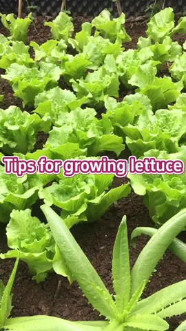 #garden #gardentips #gardening #gardeningtips #planting #planttips #gardening101 #gardeninghacks #farming #agriculture #lettuce 