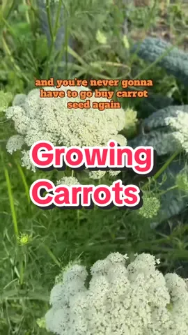 #carrots #garden #gardentok #DidYouKnow #growingcarrots  