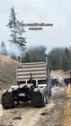 Should I show all of our other Kenworths😏 #12vcummins #kenworth #trucksoftiktok #smokewagon #trucktok #flatbedlife 