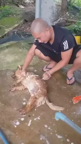 #duet cùng @Thế giới lọc nước một pha làm thịt chó đẳng cấp