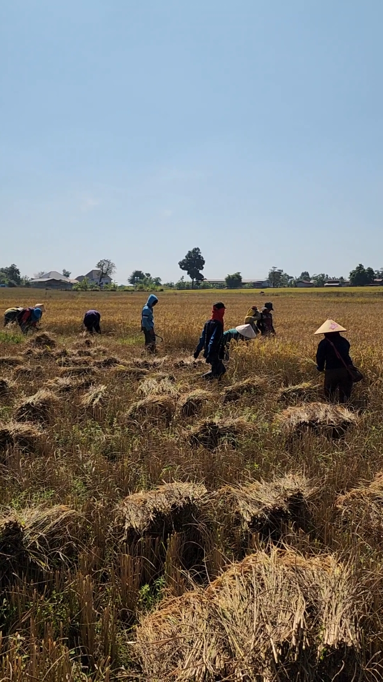 #เกี่ยวข้าว #ประเทศลาว #ดันขึ้นหน้าฟีดที #สนับสนุน #มาดามเอื้อย 