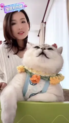 #CatLovers #CuteKittens #catvideos #FunnyCats #typ 