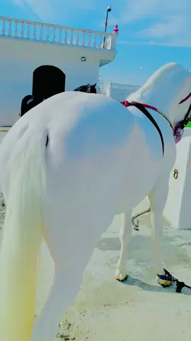 #foryoupage #tiktokindia #rider #horse #syed #Viral #akbsc #foru #foryou #❤️❤️❤️❤️❤️❤️❤️❤️ #❤️❤️❤️❤️❤️ #vdeo 