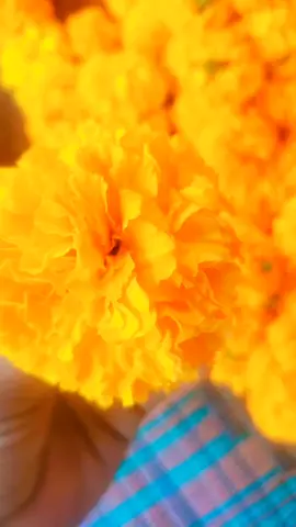 phul ko mala ❣️❣️#tenigvido #fypシ #happytihar😍😍 #2081साल 