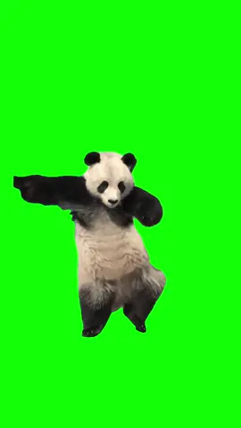 Dancing panda Meme Green Screen  #meme #greenscreen #discord #maps #viral #trend 