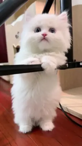 cute kitten🐾🥰💕#cats #tiktok #cute #cat #viralvideo #kitten #funny #catlover #pet 