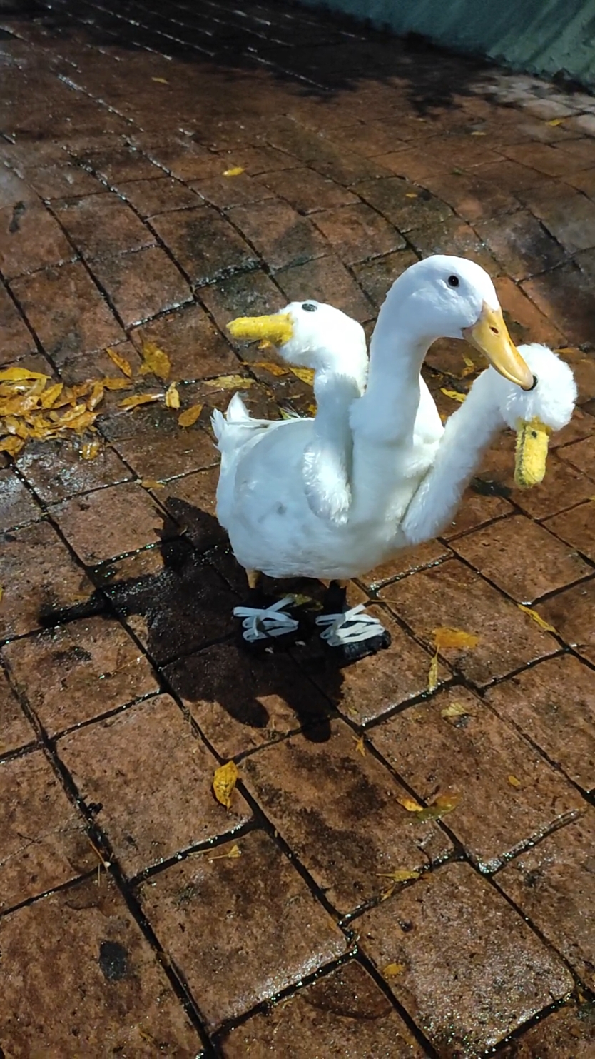 #filomenoelpato #happyhalloween #pato #disfraz #disfrazhalloween #costume #duck #pato #halloweenmakeup #1denoviembre #disfraz #disfraces #patos #cdmx #halloween2024  #patoconzapatos #fyp #patodetrescabezas #ducks #diademuertos #original #cosplay 
