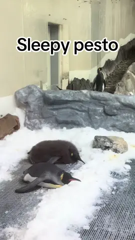 Hard days night being pesto 🫶🥺#fyp #pestothepenguin #melbourneaustralia #aquarium #sealife #travel #DailyRoutine #photogher 