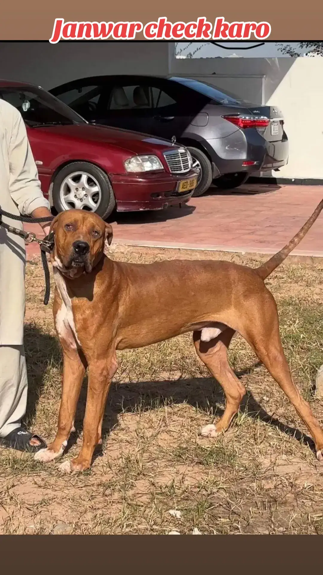 #bullydogs #dogs #fyp #foryoupage #PetsOfTikTok #dogsoftiktok #petlover #trend #viral #goonforyou #championsleauge #fighter #winner #🔥🔥🔥 #doglovers #shok #top #tiktok #foryoupageofficial 