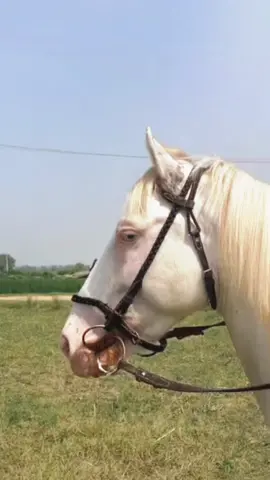 👀 #horses#horsemanship #horseriding #horsephotographer #horsepicture #horsevideo #horseportrait #horseposts #horseofinstagram #brown #horseofpakistan #horseofpanjab #punjab #punjabculture #pakistan #brownhorse#whitehorse #horses #horseriding #horsephotographer #horsemanship #horseportrait #horseposts #horsevideo #horseofinstagram #horsepicture #punjab #puniabpakistan 