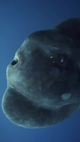Do you find the Mola Mola to be one of the most fascinating fish in the ocean too? 🐟 🎥: IG 'davidochoapt' #ScubaDivingMag #PADI #MolaMola #MarineLife #Diving #UnderwaterWorld