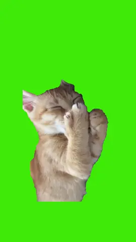 greenscreen meme kucing #meme #memekucing #mentahanmemekucing #greenscreen 