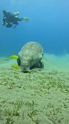 kambing laut kah😂 #fyp 