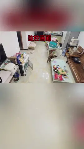 pipi's video will help everyone relieve stress after a stressful working day. Everyone, please join us for the next video #pipiandshanelle #petpipi #pets #petsoftiktok #cutedog #arceetfp