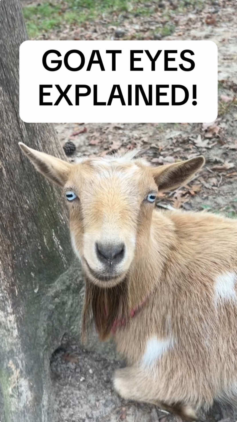 I PROMISE they’re not as creepy as they look #goatsoftiktok #nigeriandwarfgoats #goatfarm 