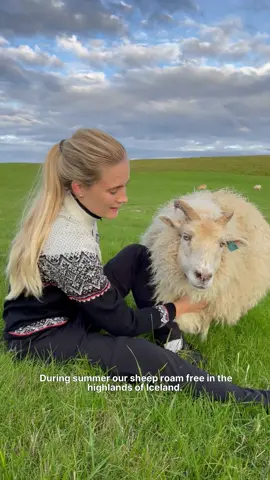 Did you know that Icelandic sheep have the most awesome summers?  #iceland #sheep #vacation #fyp 