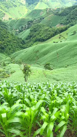 - Đôi khi bình yên cũng là một cảm xúc mà ta không biết vui hay buồn. #vdviet #sonla #deochen 