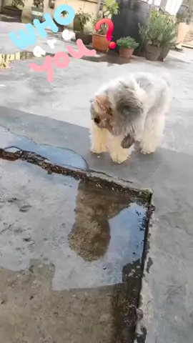 Fluffy dog ​​very impressed when he sees his reflection in the water. #dog #puppy #puppies #funny #animals #animallover #foryou 