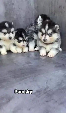 Pomskies🥰💋🐾🐶 #pomskies #pomsky #pomskypuppy #pomskypuppies #pomskylove #viral #viralvideo #viraltiktok #viral_video #trending #trend #trendingvideo 