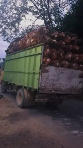 #sawitsumatraindonesia🌴🌴🌴