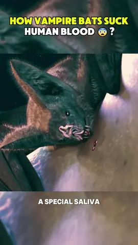 How vampire bat suck human blood? #3dmedical #3de #3dmedicalvideo #3dmedicalanimation #vampire #vampirebat #bloodsuck #bloodsuckerdiaries #bloodsuckbat #bloodsuckingcreatures #blooddoseas #blooddiseasefighter 