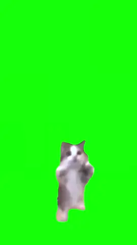 greenscreen meme kucing #meme #memekucing #mentahanmemekucing #greenscreen 