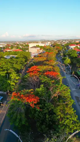 Natal su dekat 😍😍😍😍 #CapCut #fyp #fypシ゚viral #kupangpunyadong🔥 #kupangtiktok #kupang #storykotakupang #dji #djiindonesia #dronevideo #drone #dronefootage #djimini3pro #jalanjalan #tapaleuk #justyaldrin #natal #natalkaliiniberat #sepe #sepebabunga 
