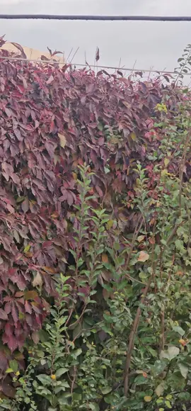 #bradost #sidakan #sidakan_soran__hawler__kurdisttan 