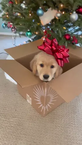 It’s never too early for christmas 🎄🐶 #itstime #christmascountdown #goldenretriever #puppy #puppiesoftiktok 