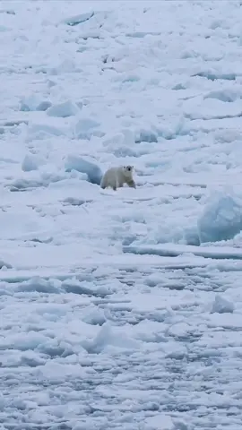 This majestic polar bear navigates the Arctic’s icy landscape, gracefully moving as ocean waves gently sway the ice beneath. A stunning glimpse of nature’s balance between strength and fragility in Svalbard. 🐻‍❄️✨ Leave a ‘+’ in the comments, and we’ll share our exclusive list of Svalbard expeditions—adventures that bring you face-to-face with the Arctic wilderness! 📸 @pietvandenbemd  #polarbear #arctic #arcticocean #pokarbears 
