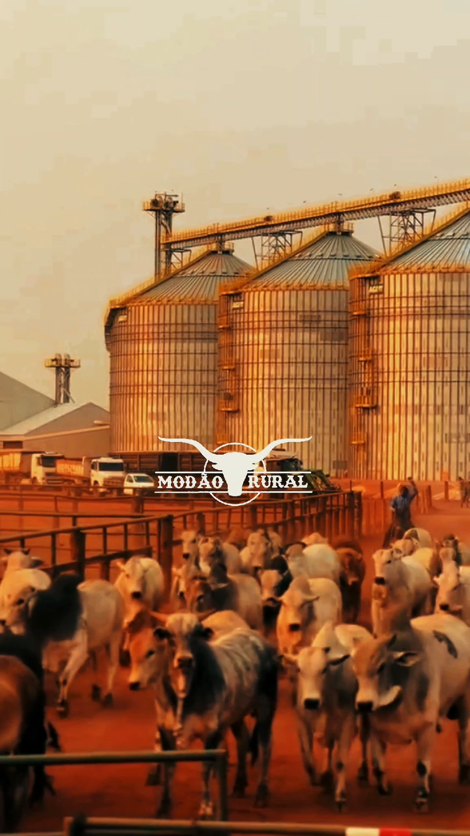 🎼🎼🌵🌵🐄🐄🐮🐮🐂🐂 #caipira #modãosertanejo #fazenda #rural #roçaafazenda #modãosertanejoraiz #zezedicamargoeluciano #nelore #sertanejoraiz #leonardo #modãorural #setanejo 