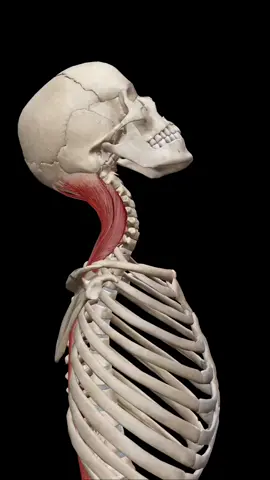 Neck #anatomy #3d #animation 