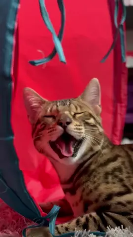 When your cat is raised by 2 dogs and starts panting like them after playing🥰😂  . . . . #dogsoftiktok #bengalcat #bengalcatsoftiktok #kitten #catsoftiktok #panting 