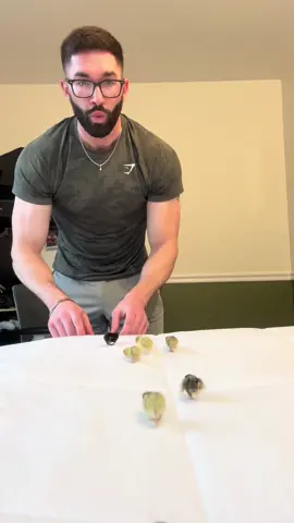 My favorite weekly routine 😩🙌. Love watching these little guya run across my bed 💙 #babyanimals #cuteanimals #babyanimal #cutenessoverload #fyp #foryoupage 