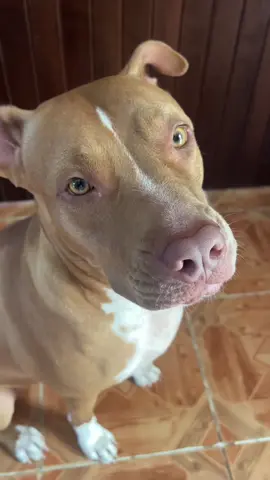 Su disfraz de Halloween 👻 #halloween #disfraz #mascotas #pitbull #perritos 