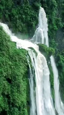 Rừng lá xanh xanh cây phủ đường đi #canhdepthiennhien #xuhuongtiktok #nhacvang #tiktokvietnam 
