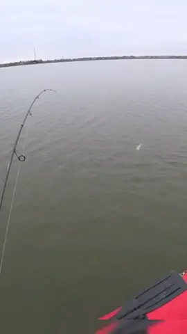 Поймал сумку судаков  #судак #рыбалка #спининг 