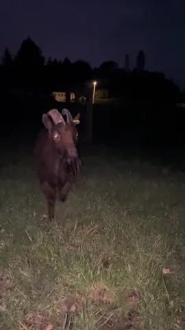 Quelles sont ces créatures ? 😱😰 #chevre#goat#goatsoftiktok#nature#ferme#animals#chevrenaine#cabra#goatlove#cute#france#biquette#chevrerie#elevage#animauxdecompagnie#bouc#chevreaux#ziege#chevreminiature 