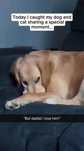 Funny dogs compilation #funnydog #funnypet #cutedog #dogsoftiktok #doglover #dog 