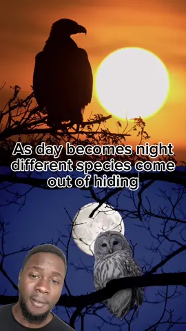 Cathemeral species are kinda greedy 🤔🌞🌚 #Wakefulness #Awake #Cantsleep #Weirdanimals #Zoology #Zoologist #Ecology #Ecologist #Animalbehaviour #Animalbehavior #Diurnal #Morningperson #Nocturnal #Nocturnalanimals #Nightowl #Cathemeral #Crepuscular #Matutinal #Vespertine #Day #Daytime #Night #Nighttime #Evening #Dawn #Dusk #Sunrise #Sunset #Owl #owlsoftiktok 